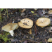 Мицелий Груздя дубового / Рыжик дубовый ( Lactarius insulsus)